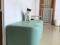 -猫在这儿猫咪咖啡馆·撸猫馆