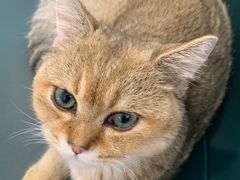 -飞行喵MR PILOT|猫舍·猫咖(静安大融城店)