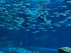 -海合安成都极地海洋公园