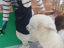 -神奇动物撸宠馆·羊驼·小浣熊·异宠(豫园店)