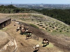 -大青山野生动物园