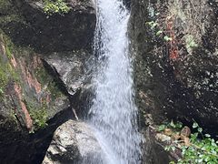 -天目山大树王景区