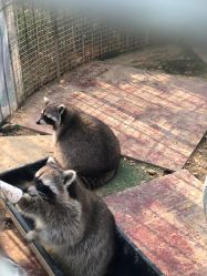 -萌宠亲子动物乐园(槐房万达店)