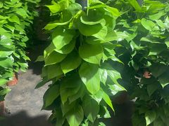 -静岸花卉园艺(三星坊店)