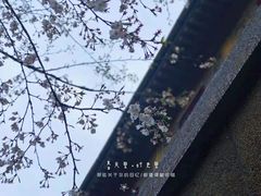 -武汉大学-樱园