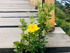 -苏木山森林公园