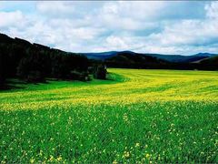 -塞罕坝国家级自然保护区