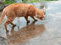 -南宁良凤江国家森林公园