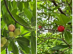 -广州神农草堂中医药博物馆