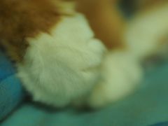 -纳吉亚猫专科动物诊疗中心(蒋宅口分院)