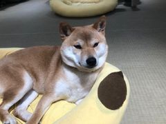 -逗柴咖啡屋·狗咖猫咖宠物桌游