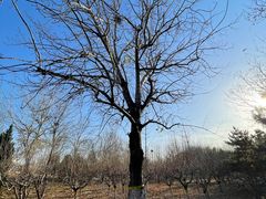 -永定河休闲森林公园