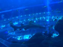 -成都浩海立方海洋公园