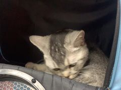-中农国际动物医院24小时·猫科·骨科·急重症中心