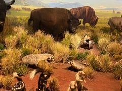 -陕西自然博物馆