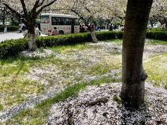-武汉大学-樱园