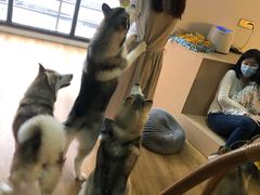 -Husky Go! 哈士奇体验馆·宠物咖啡厅狗咖