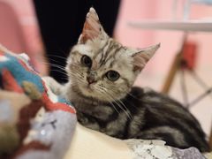 -三花喵·撸猫购宠·宠物生活馆(虹桥南丰城店)