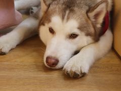 -Husky Go! 哈士奇体验馆·宠物咖啡厅狗咖