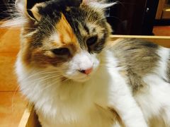 -more than meow吴止猫主题餐厅(承德 中船汇店)