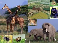 -宿豫区运河湾森林动物园