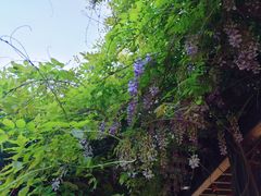 -白马涧龙池景区