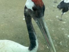 -盐城丹顶鹤湿地生态旅游区