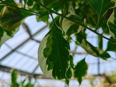 -华南国家植物园-售票处