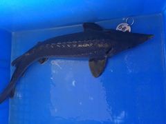 -荣德灶台鱼(圣泉寺店)