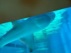 -秦皇岛新澳海底世界