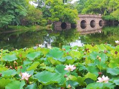 -桂湖森林公园