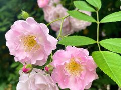 -无锡师范学校附属小学(学前街校区)