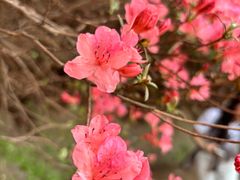 -木兰云雾山