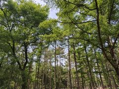 -黑龙江省森林植物园