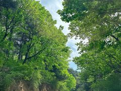 -鲁山国家森林公园