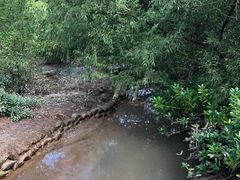 -大亚湾红树林城市湿地公园