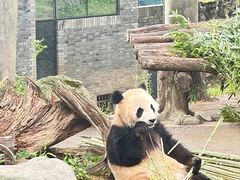 -都江堰中华大熊猫苑