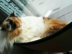 -吉丁鸟咖·异宠·寄养