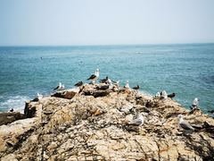 -摩天岭风景区