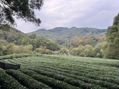 -龙井草堂