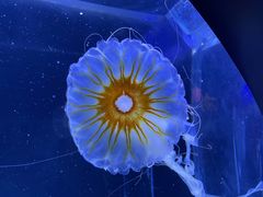-珠海长隆海洋王国