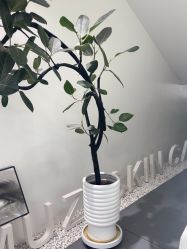 点击看大图 -木子美学