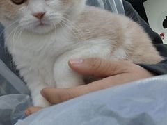 -小猫来了·猫舍(红山六九七九店)