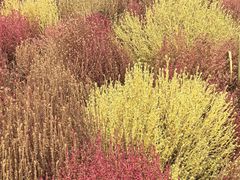 -天津东丽湖风景区