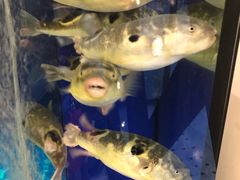 -肆月河豚·新淮扬(金融街店)