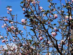 -天适樱花悠乐园