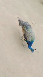 点击看大图 -萌宠亲子动物乐园(槐房万达店)