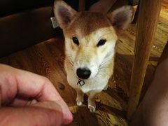 店内小狗-柴务处·柴犬主题狗咖