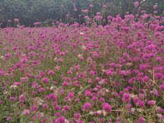 -松山湖梦幻百花洲