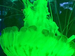 -上海海昌海洋公园